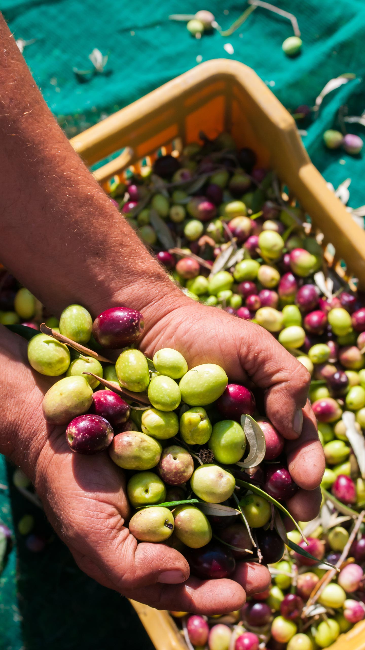 有机种植的特级初榨橄榄油，来自埃特纳火山的山坡